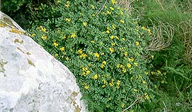 plantas_montgo_2.JPG (29182 bytes)